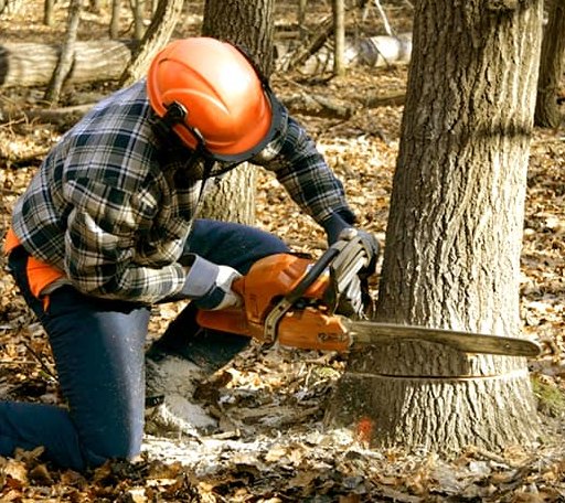 Tree Removal in Valley Park, MS
